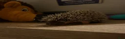 Pygmy Hedgehog rodents for sale: Baby Pygmy Hedgehogs for Sale - Advert 10