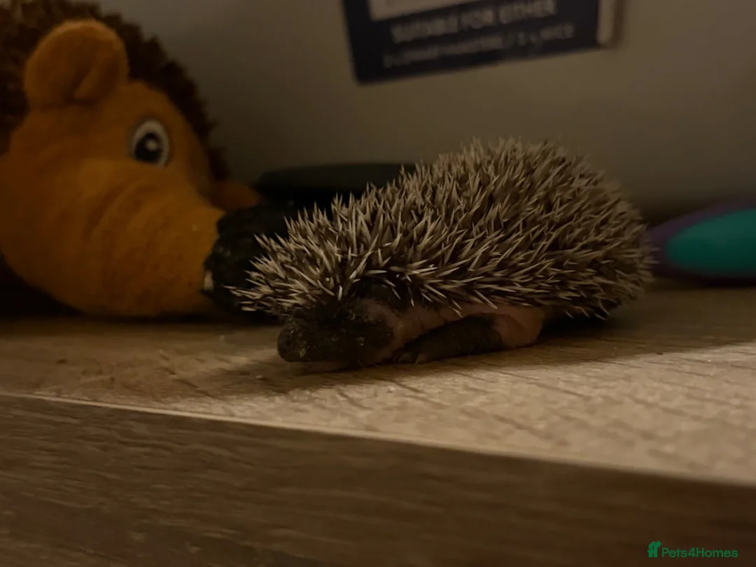 Pygmy Hedgehog rodents for sale: Baby Pygmy Hedgehogs for Sale - Advert 10