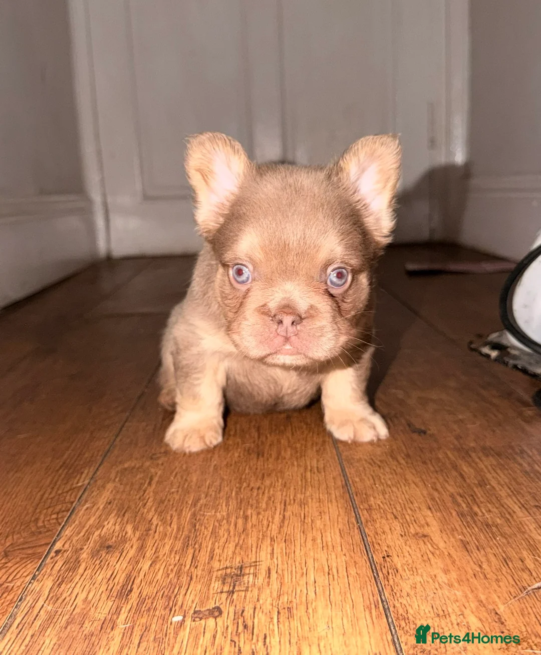 French Bulldog dogs for sale: Fluffy frenchies new shade/ lilactan pink-testable - Advert 2