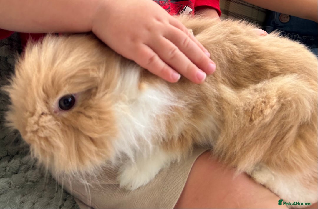 Lionhead rabbits for sale: Two male lionhead rabbits and cage - Advert 2