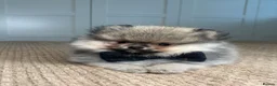 Pomeranian dogs for sale: KC Pomeranians tiny little bears 🐻 Ready Now  - Advert 2