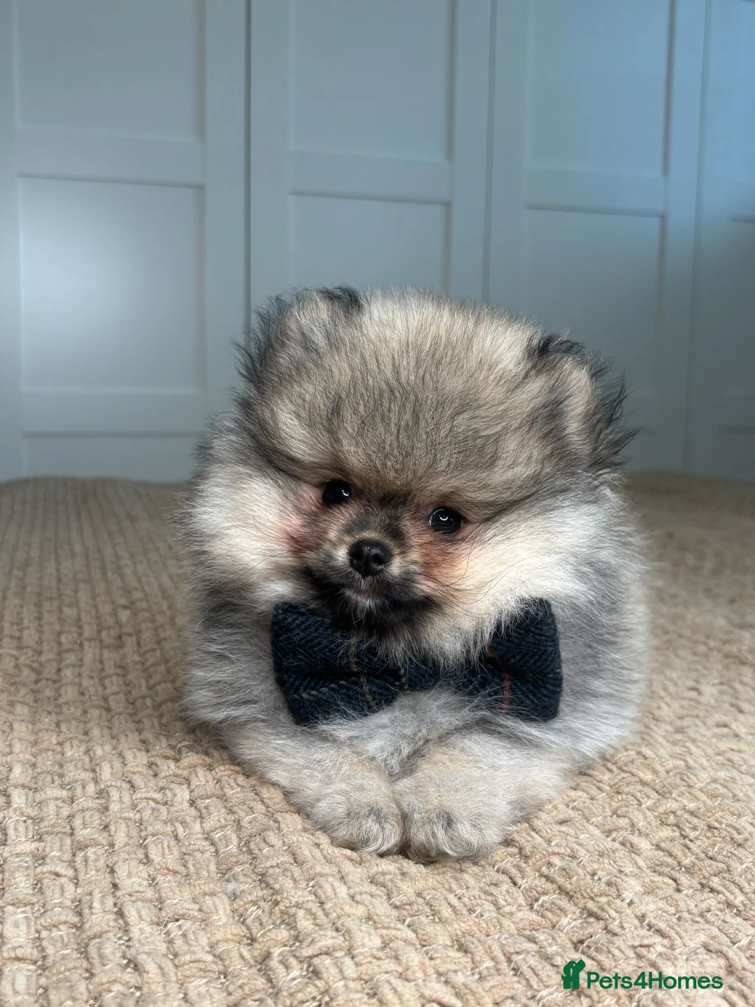 Pomeranian dogs for sale: KC Pomeranians tiny little bears 🐻 Ready Now  - Advert 2
