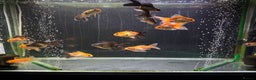 Goldfish fish for sale: Young Oranda Fancy goldfish for sale  - Advert 2