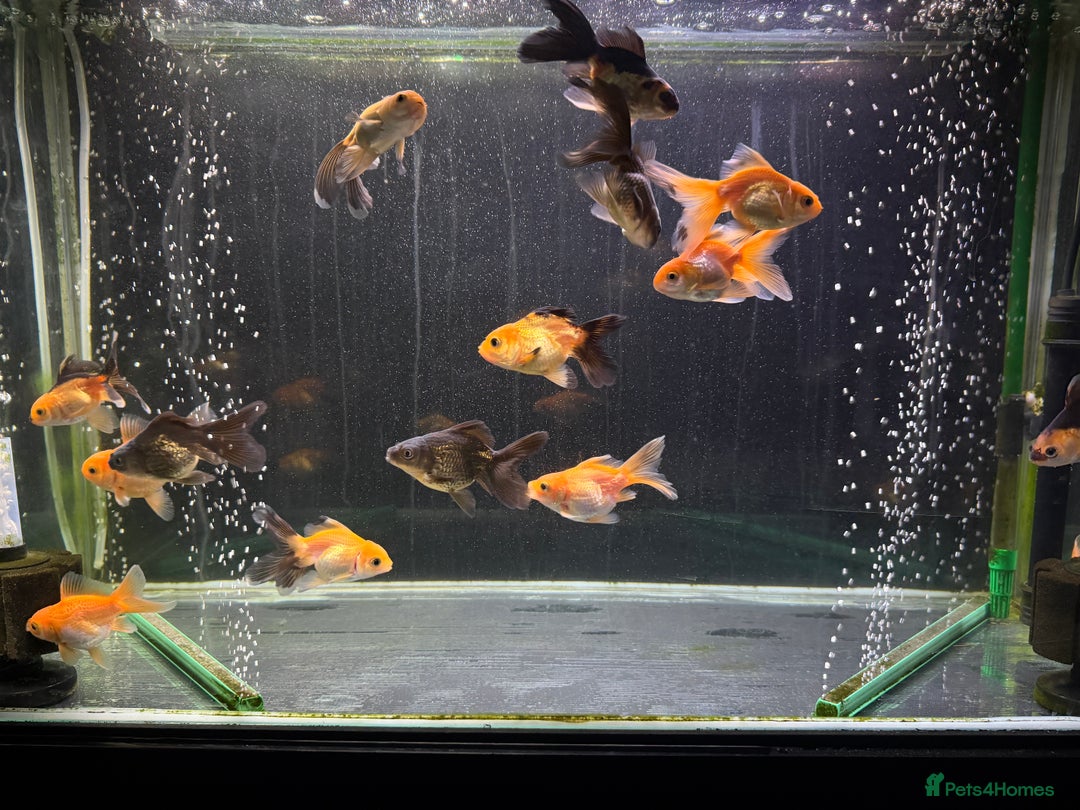 Goldfish fish for sale: Young Oranda Fancy goldfish for sale  - Advert 2