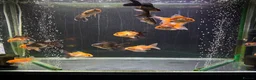 Goldfish fish for sale: Young Oranda Fancy goldfish for sale  - Advert 2