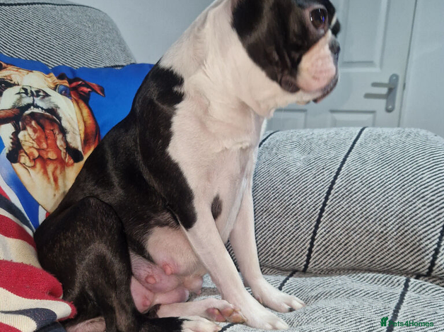 Boston Terrier dogs Boston Terrier puppy for sale.  in Newton Aycliffe - Advert 3