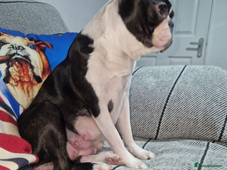 Boston Terrier dogs Boston Terrier puppy for sale. in Newton Aycliffe - Advert 3