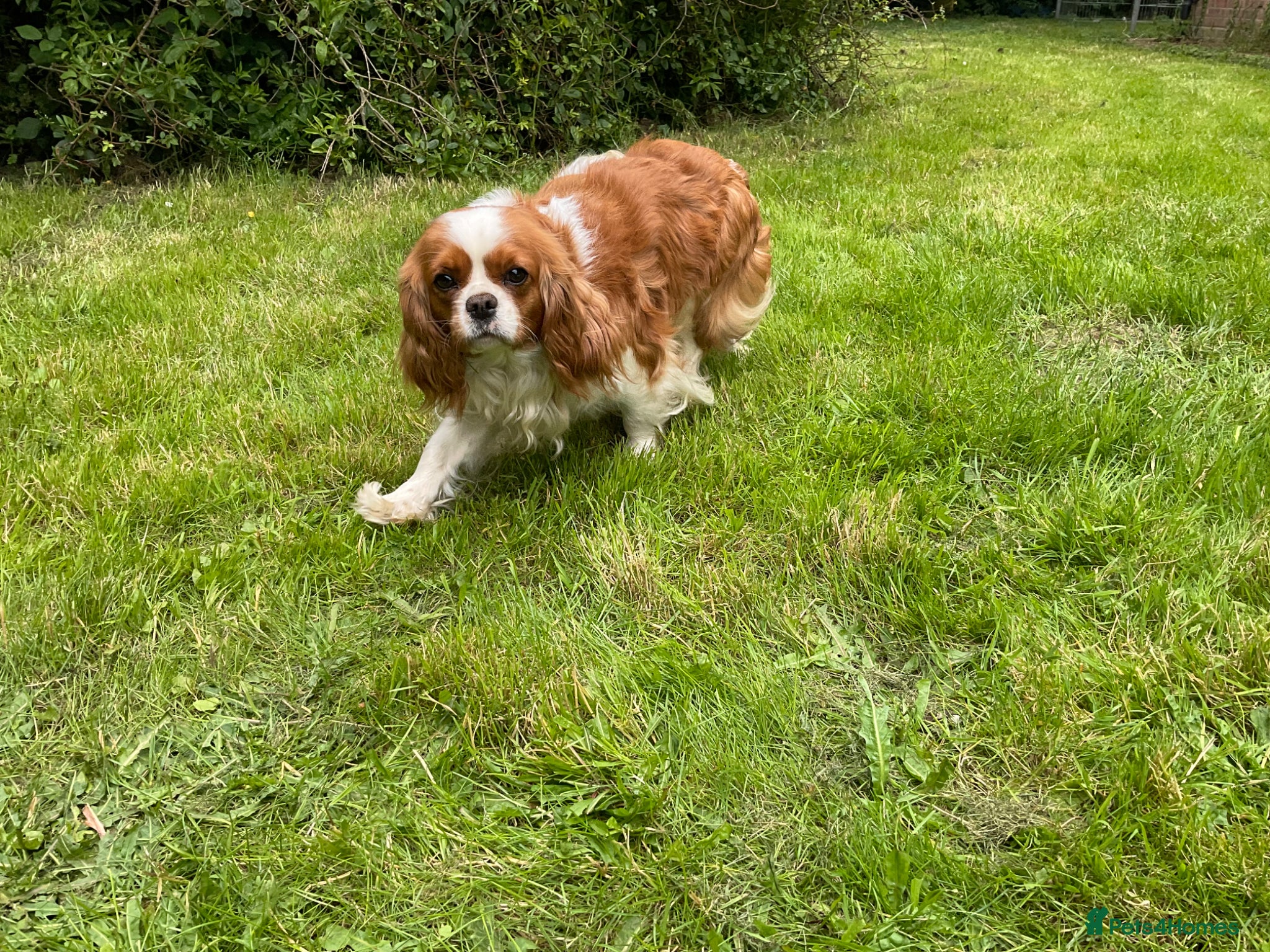 Cavalier King Charles Spaniel dogs 2 retired dogs Cavalier King Charles / poodle - Advert 2