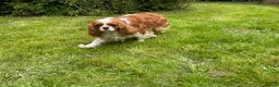 Cavalier King Charles Spaniel dogs for sale: 2 retired dogs Cavalier King Charles / poodle - Advert 1