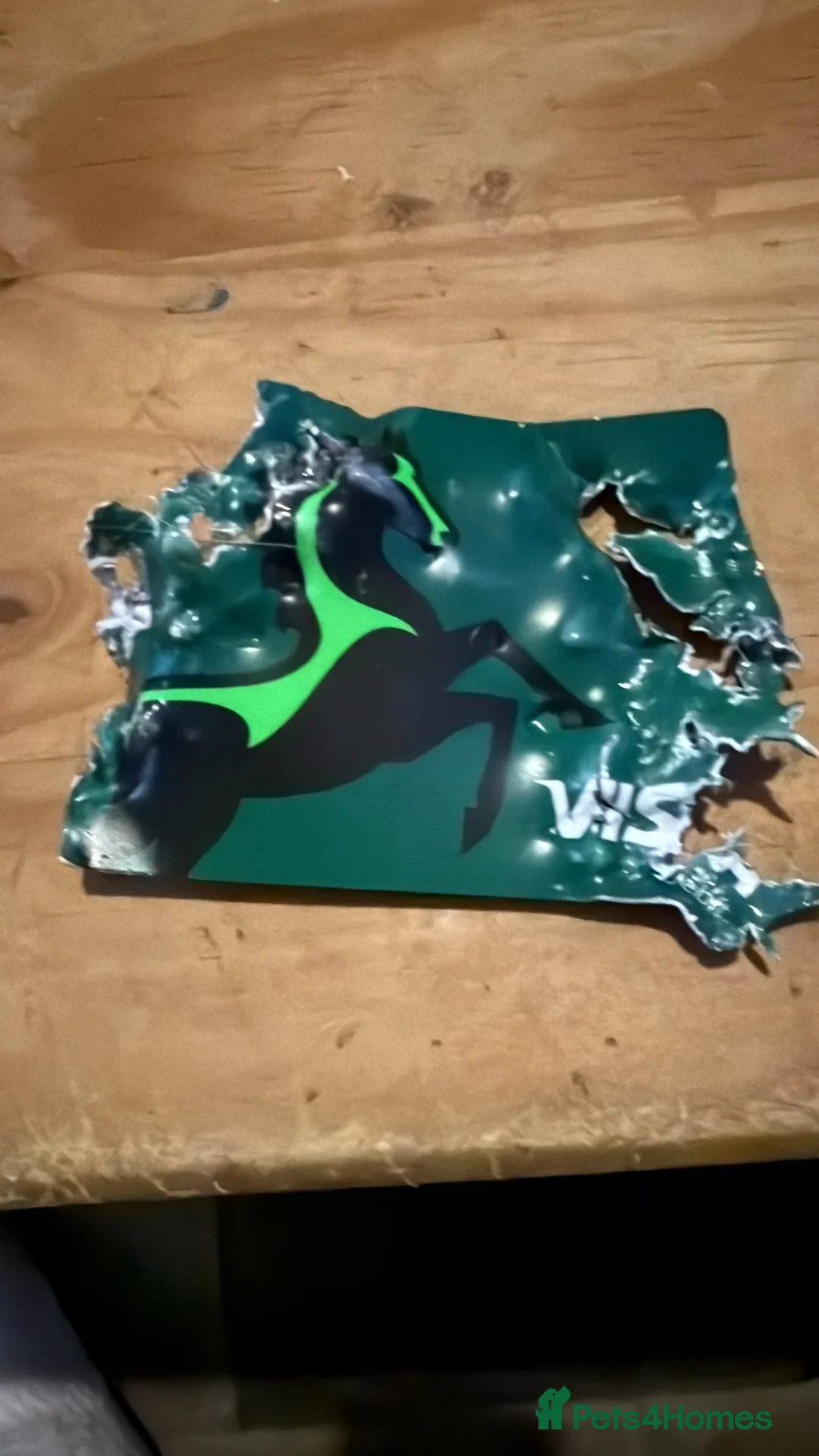 British Shorthair cats for sale: Kittens 8 weeks old boys  - Advert 10