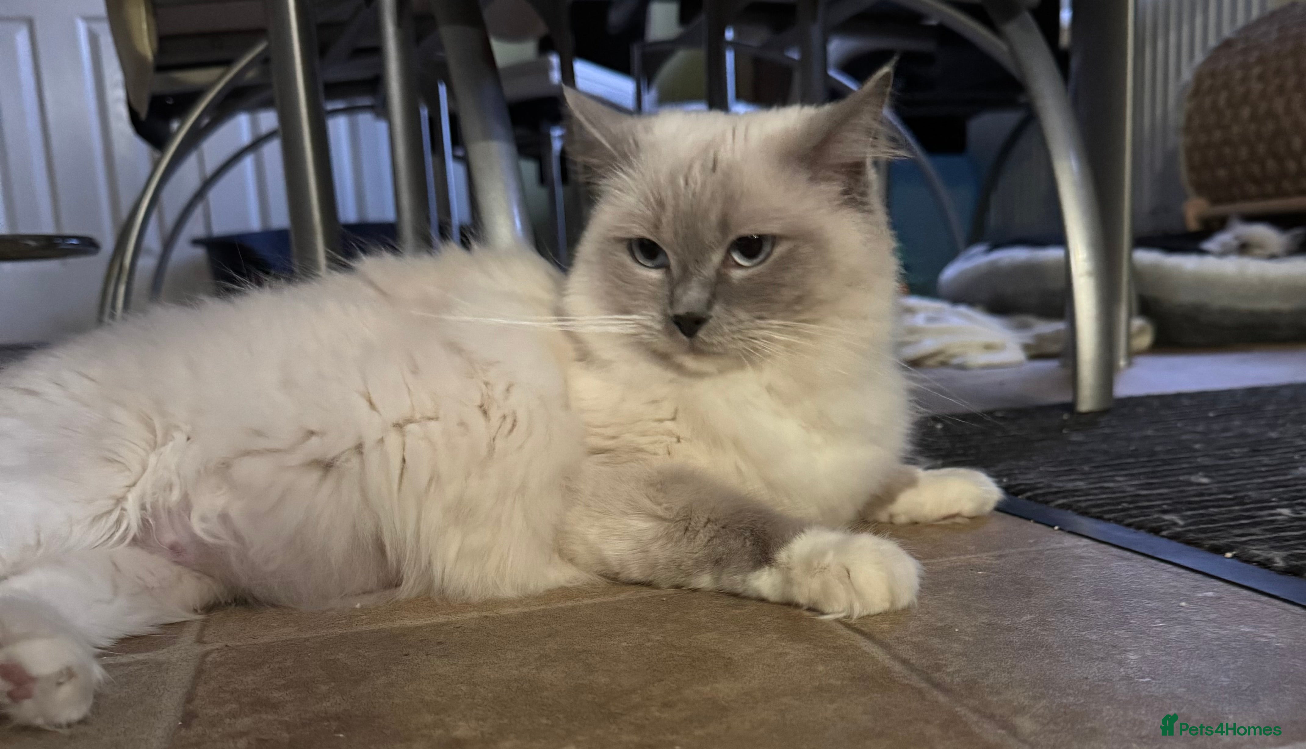 Ragdoll cats for sale: Luna and Drako in Spalding - Advert 2