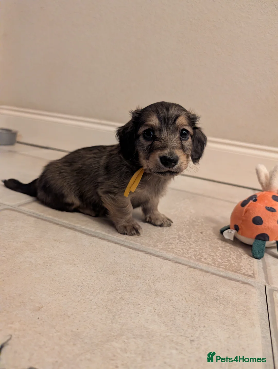 Miniature Dachshund dogs for sale: Miniature Dachshund long haired  - Advert 4