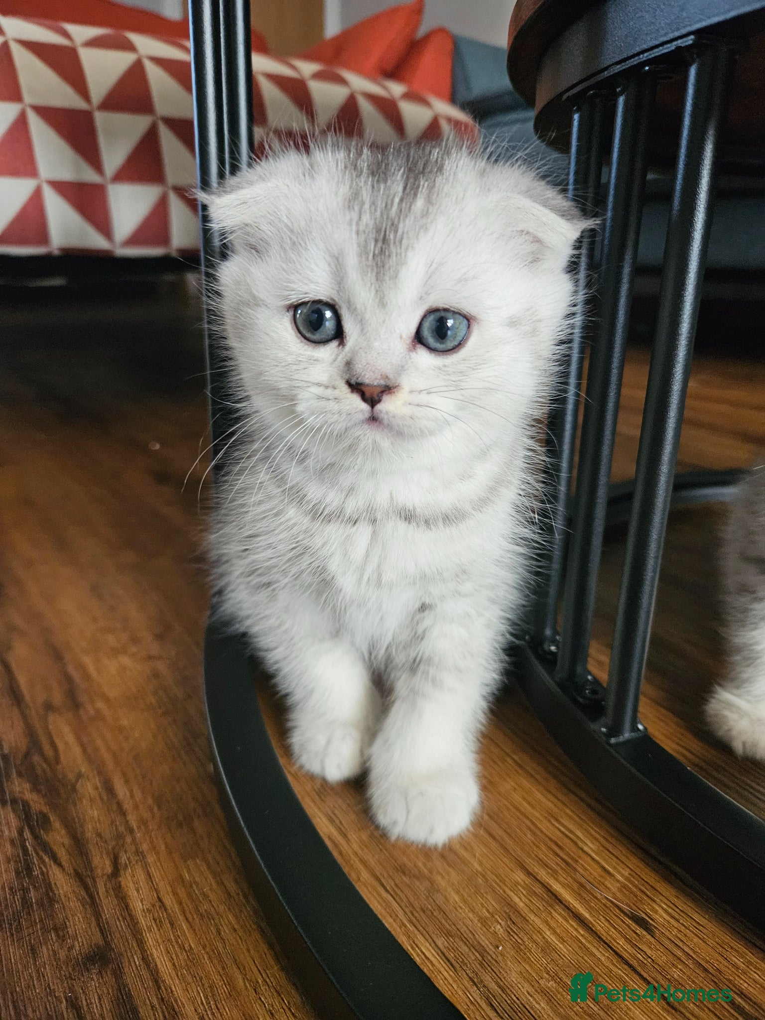Scottish Fold cats for sale: Beautiful Scottish Fold Boy 💙 - Advert 1