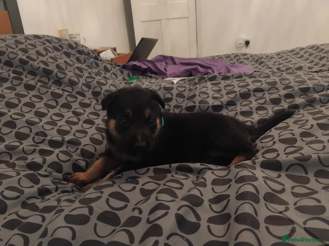 German Shepherd dogs for sale: German shepherd Puppies - Advert 28