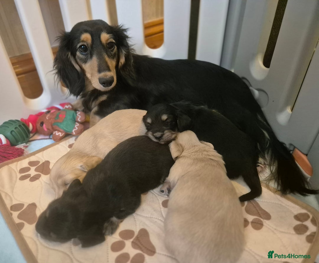 Miniature Dachshund dogs for sale: Long Haired Miniature Dachshund Pups - Advert 7
