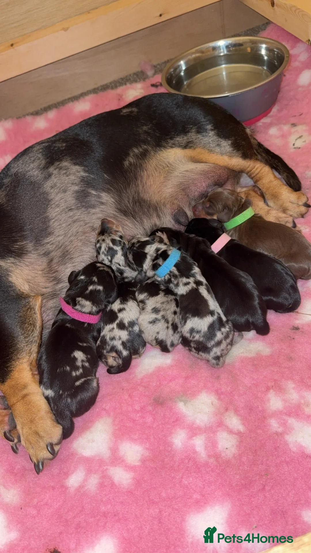 Dachshund dogs for sale: Beautiful Dachshund Puppies 🐶❤️ - Advert 6