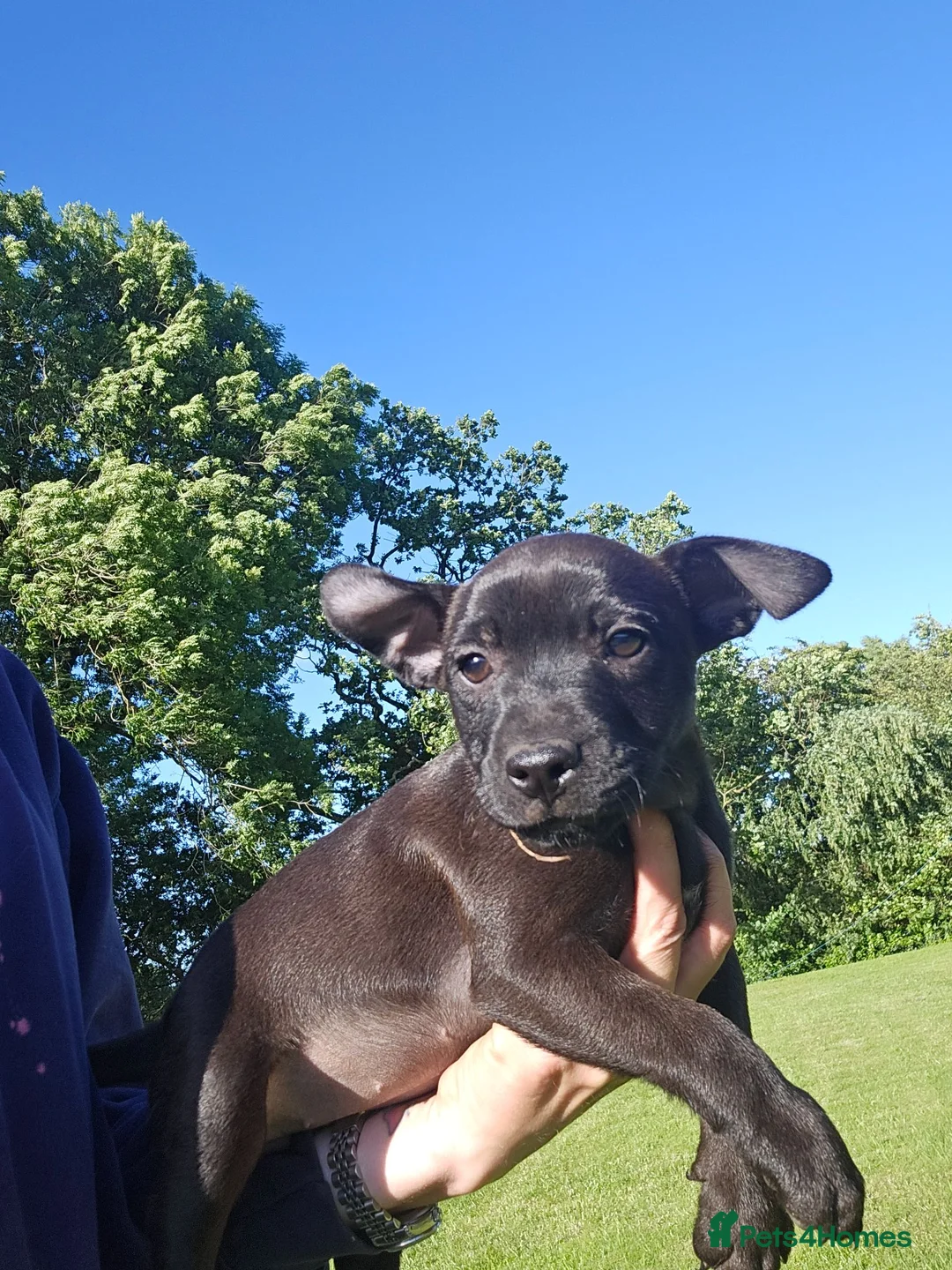 Patterdale Terrier dogs for sale: Ready now Stunning nutal patterdale terriers  - Advert 31