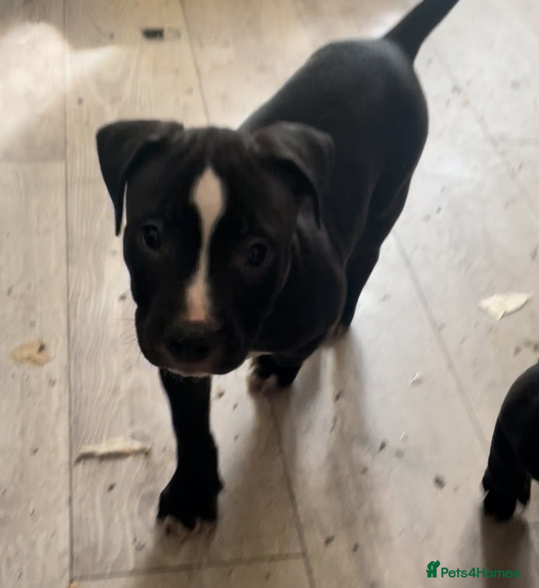 Staffordshire Bull Terrier dogs for sale: Original "old-time" black Staffy pups *rare* - Image 9