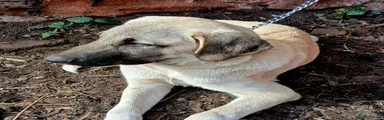 Turkish Kangal Puppy
