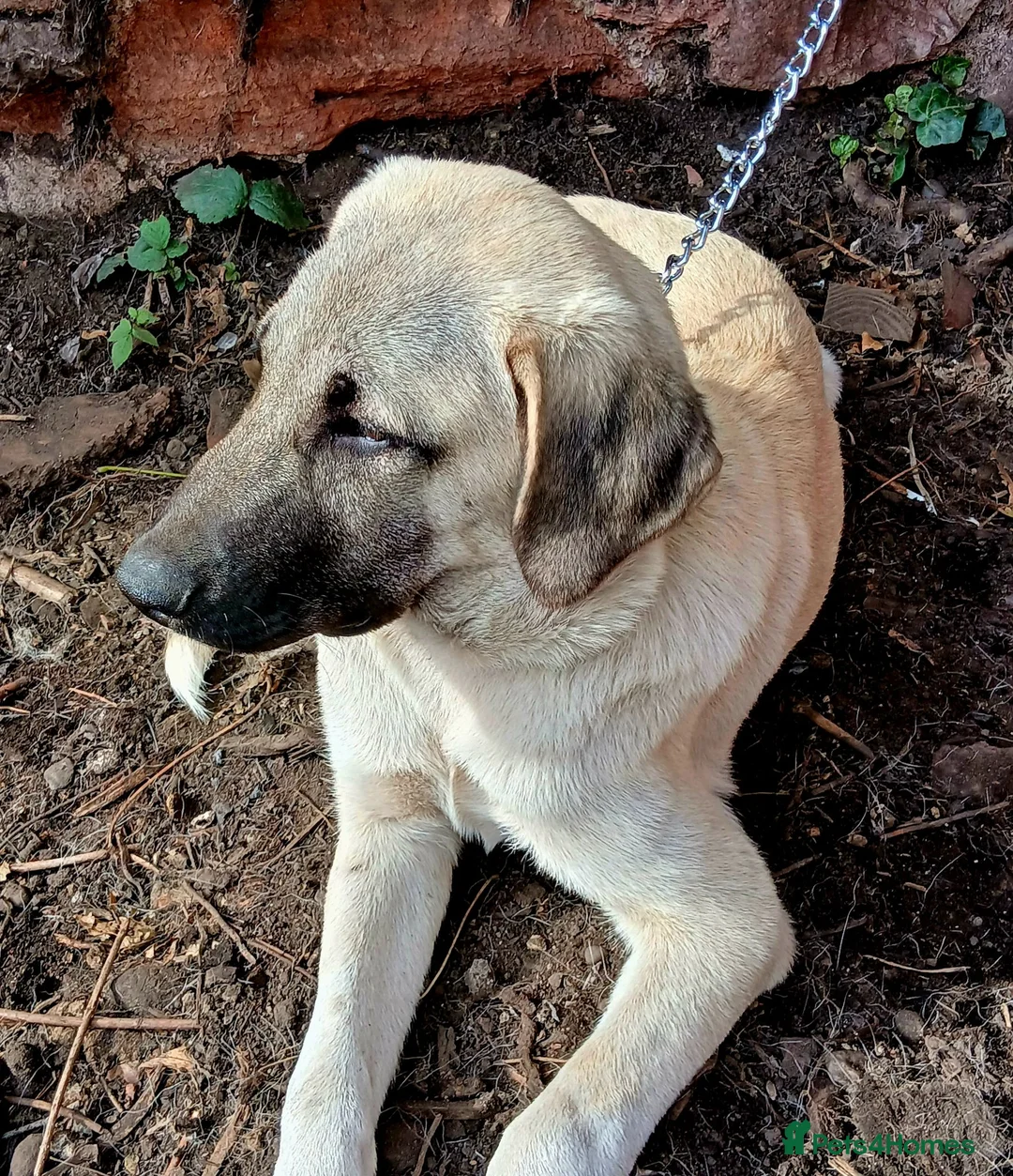 Turkish Kangal dogs for sale: LAST TURKISH KANGAL PUPPY! - Advert 9