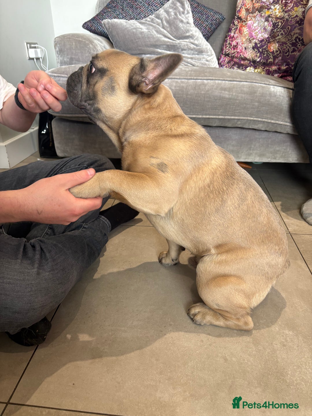 French Bulldog dogs for stud: Beautiful boy “blue” for stud  - Advert 5