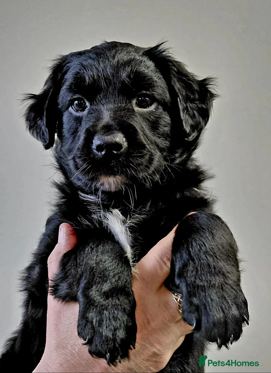 Mixed Breed dogs for sale: Sports/Performance bred puppies 3/4 ASD 1/4 WSD in York - Advert 14