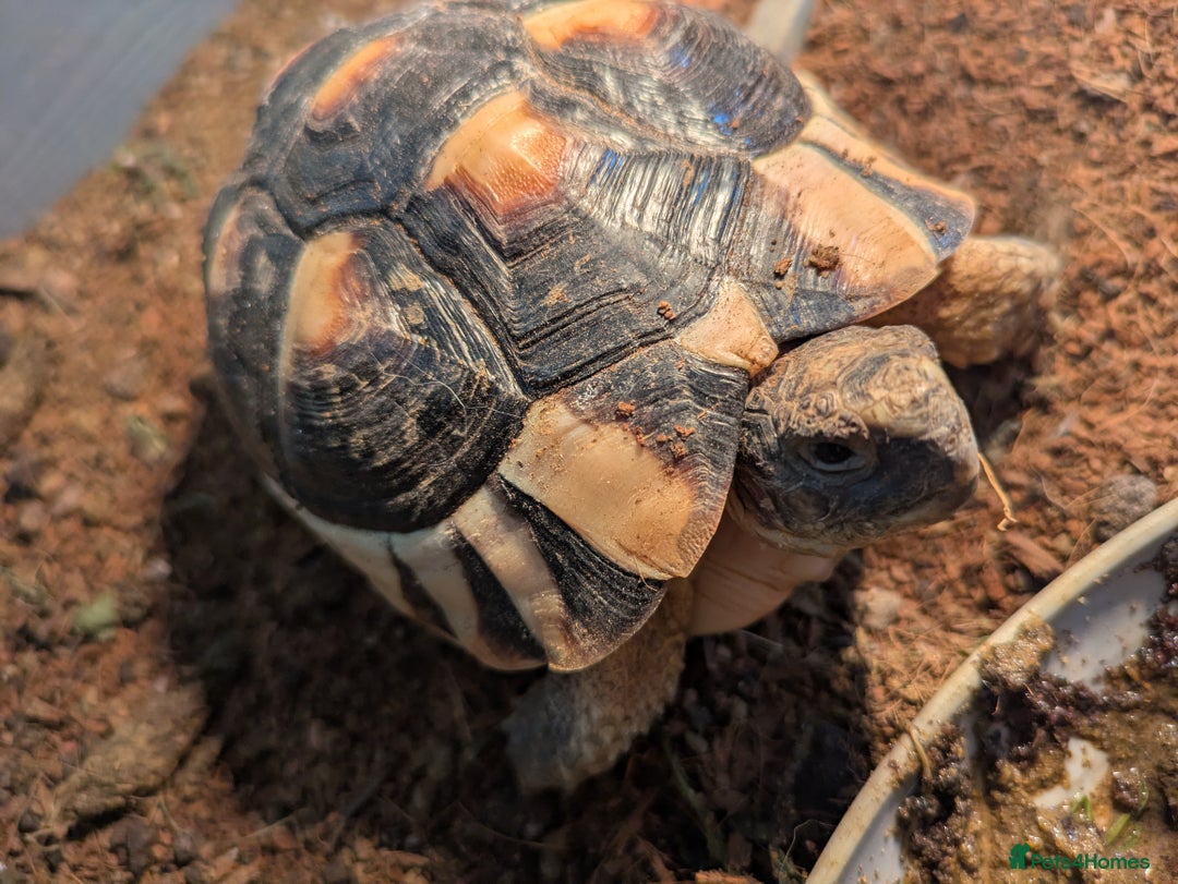 Tortoise reptiles for sale: Marginated tortoise  - Image 3