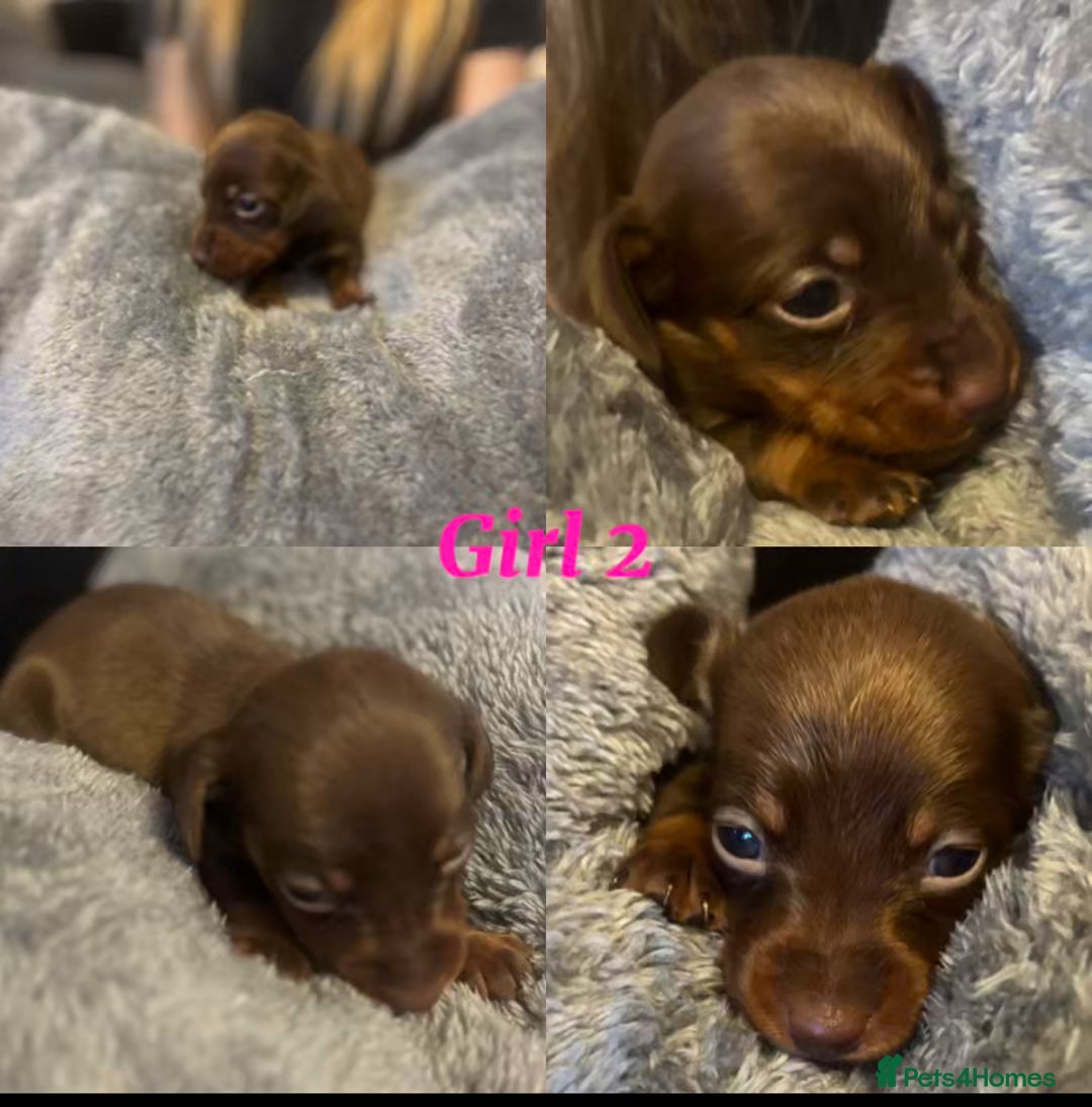 Dachshund dogs for sale: Tweener Dachshund Puppies - Advert 6