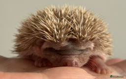Pygmy Hedgehog rodents for sale: Ethically Bred African Pygmy Hedgehog 2 girls  - Advert 7