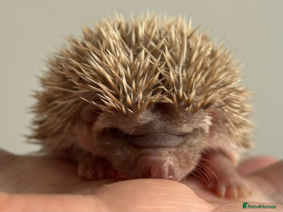 Pygmy Hedgehog rodents for sale: Ethically Bred African Pygmy Hedgehog 2 girls  - Advert 7