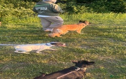 Mixed Breed dogs for sale: Eddie  - Advert 10