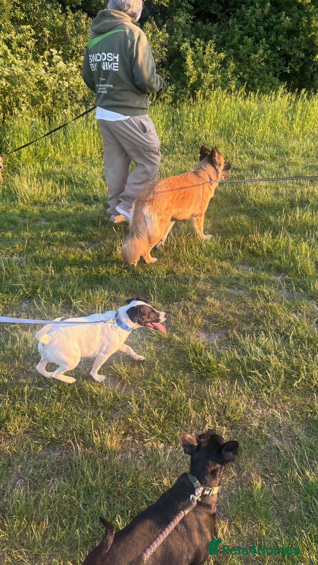 Mixed Breed dogs for sale: Eddie  - Advert 10