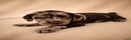 Cocker Spaniel dogs for sale: Chocolate Merle spaniels  - Advert 5
