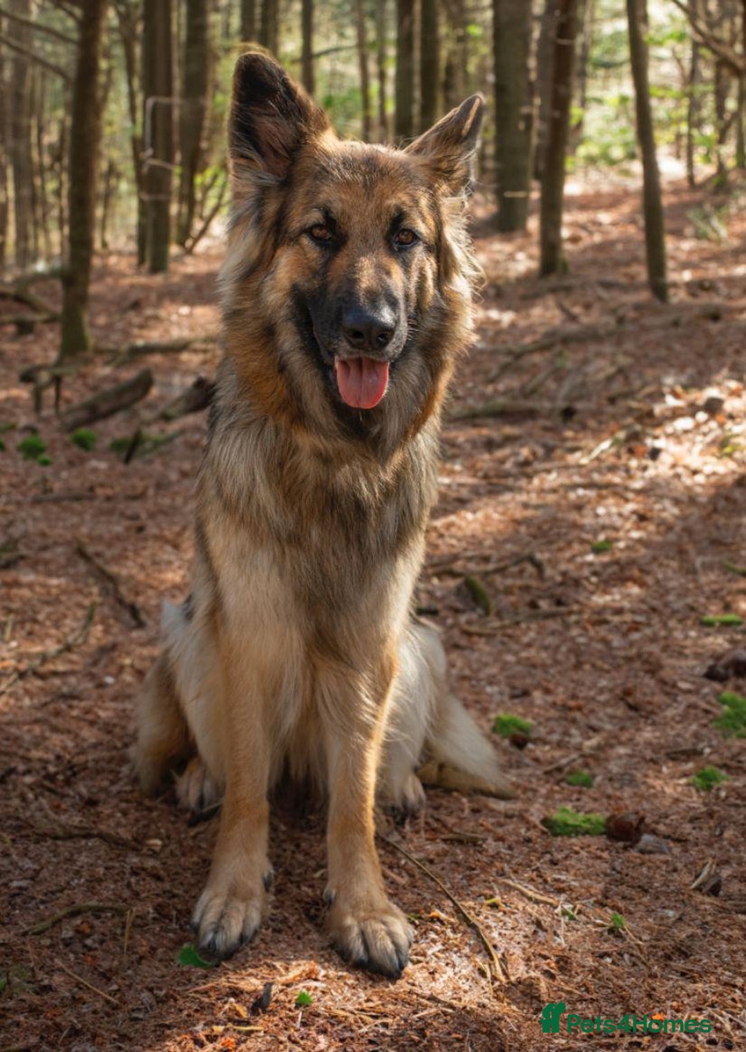 German Shepherd dogs for sale: GSD puppies - Advert 2