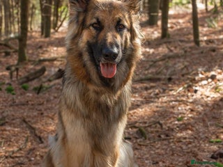 German Shepherd dogs GSD puppies - Advert 5