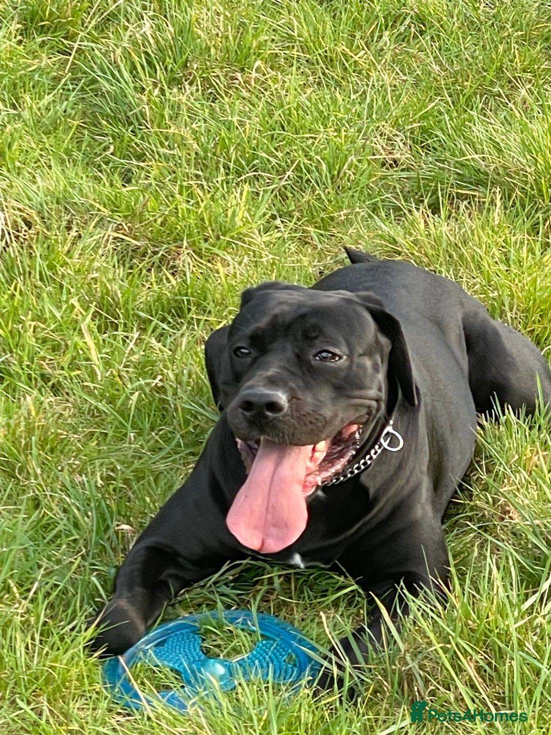 Cane Corso dogs for sale: Cane corso  - Advert 4