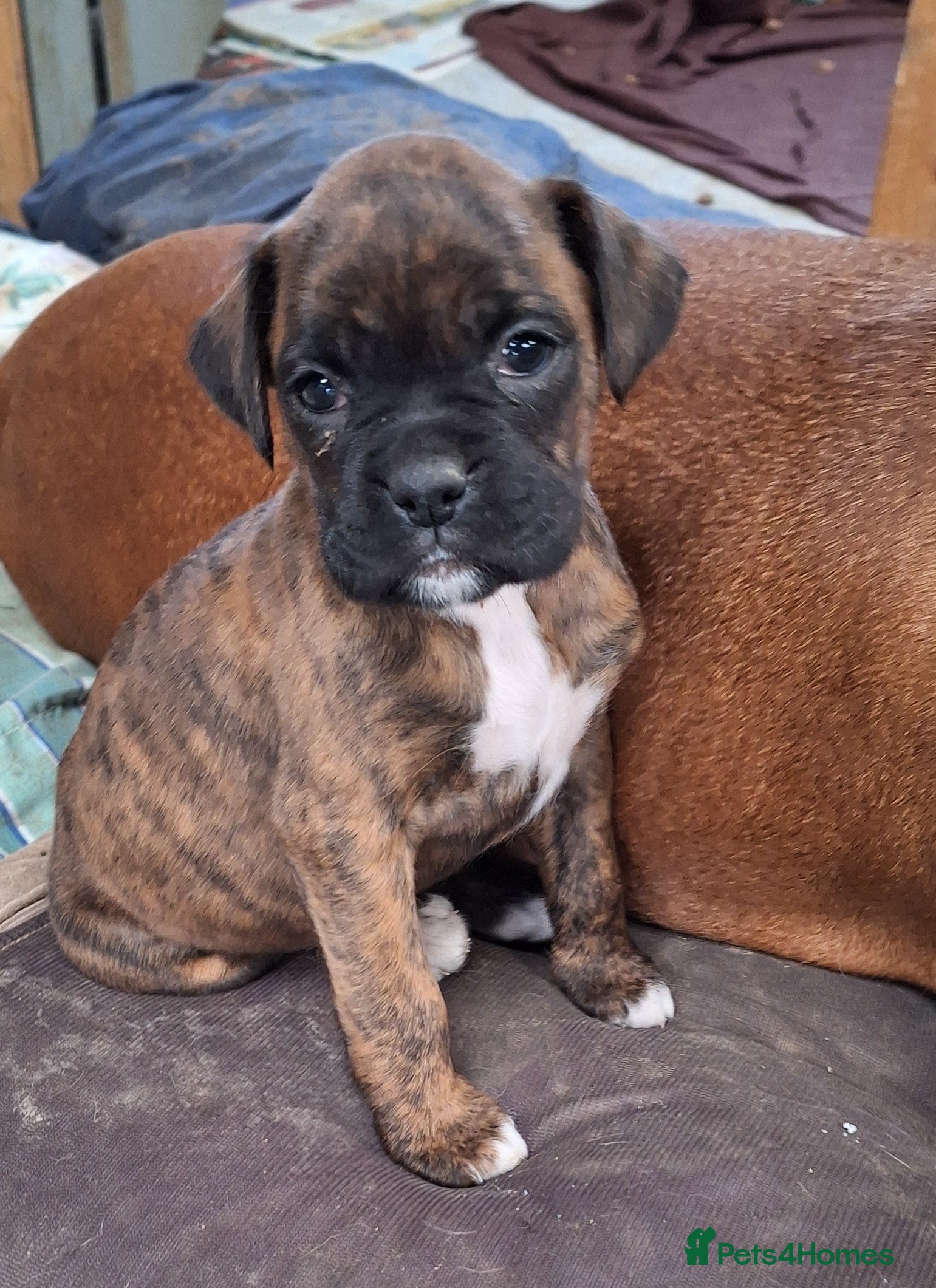 Boxer dogs Boxer puppies kc registered 5 star licence  - Advert 18