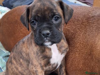 Boxer dogs Boxer puppies kc registered 5 star licence - Advert 18