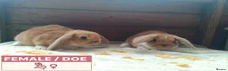 Dwarf Lop rabbits for sale: Pretty Female & Male Baby Dwarf Lop Rabbits - Advert 9