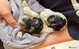 Fox Terrier dogs for sale: Adorable female Fox Terrier – 07514773500 - Image 6