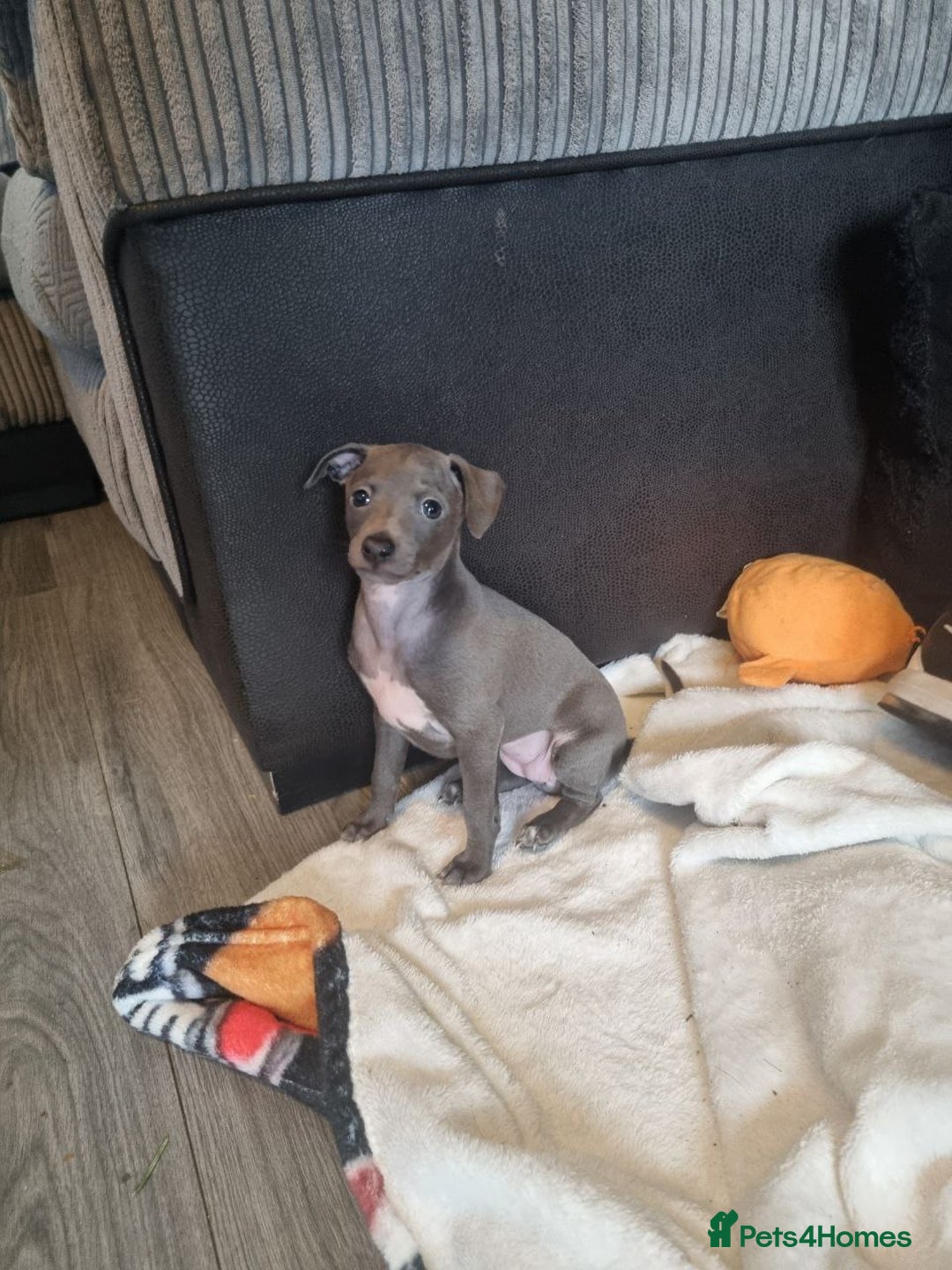 Italian Greyhound dogs for sale: Quality KC Registered Italian Greyhound puppies - Advert 15