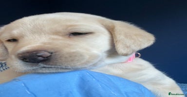 Labrador Retriever dogs - Advert 8