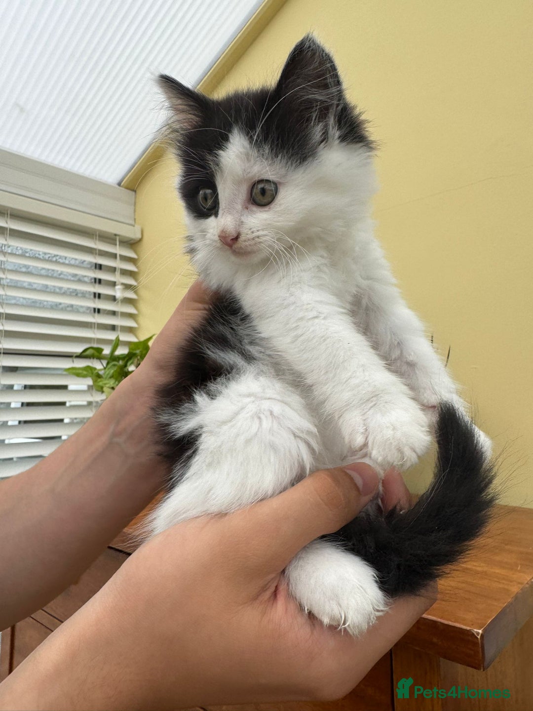 Maine Coon cats for sale: Maine coon xxx - Image 13