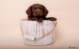 Cockerdor dogs for sale: Cockador Puppies - Image 7