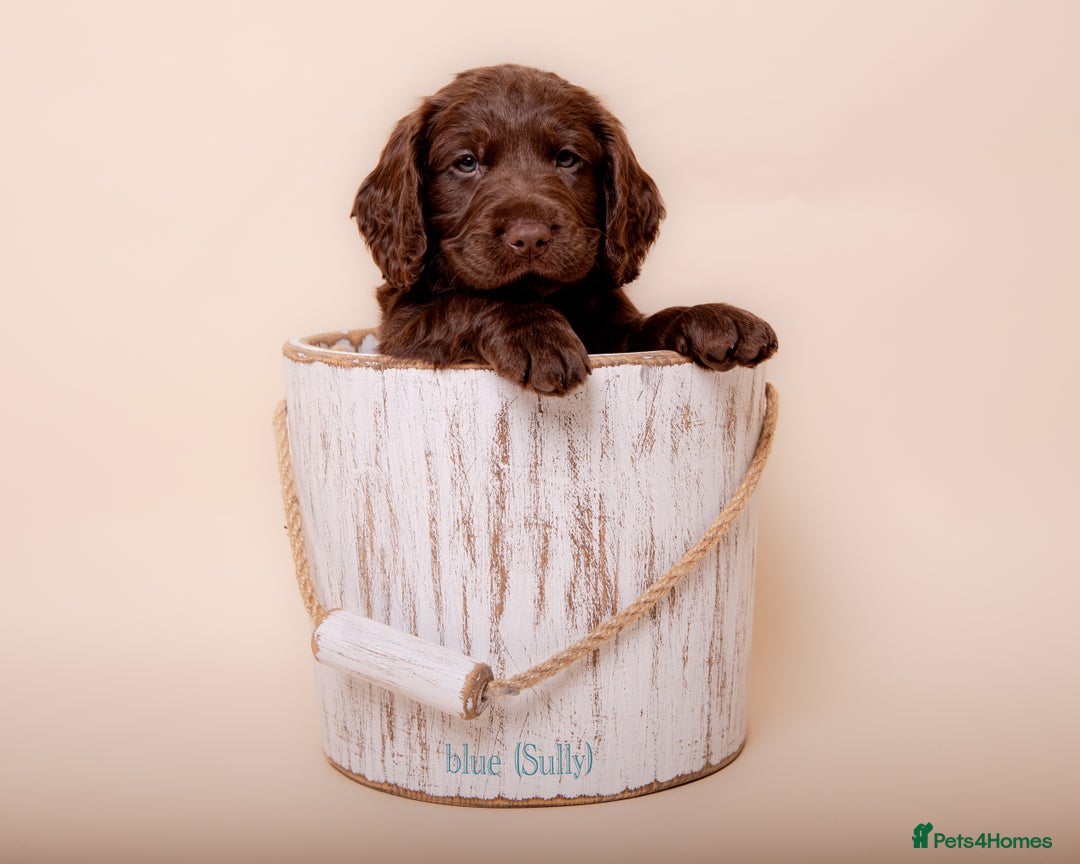 Cockerdor dogs for sale: Cockador Puppies - Image 7