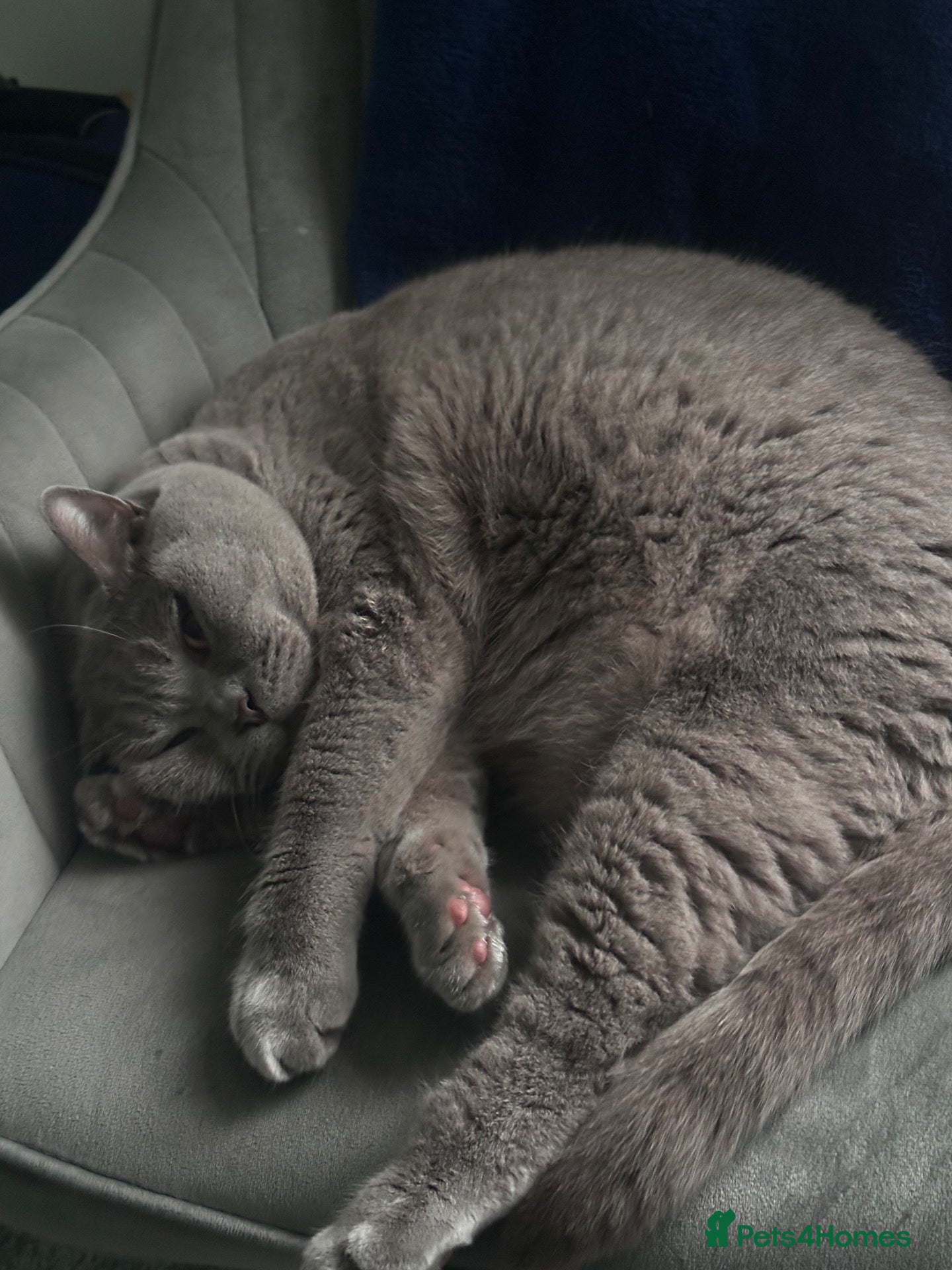British Shorthair cats Rehoming BSH - Advert 1