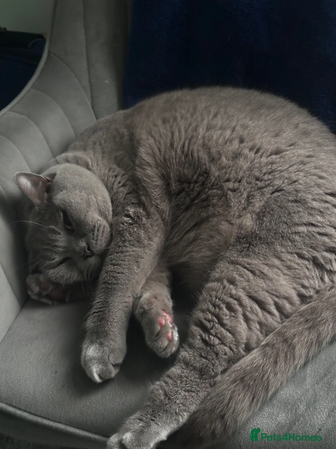 British Shorthair cats for sale: Rehoming BSH - Advert 1