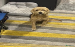 Yorkshire Terrier dogs for adoption: Sweet Daisy looking for LOVE  - Image 15