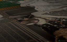 Rat rodents for sale: re homing my gorgeous girls - Image 2