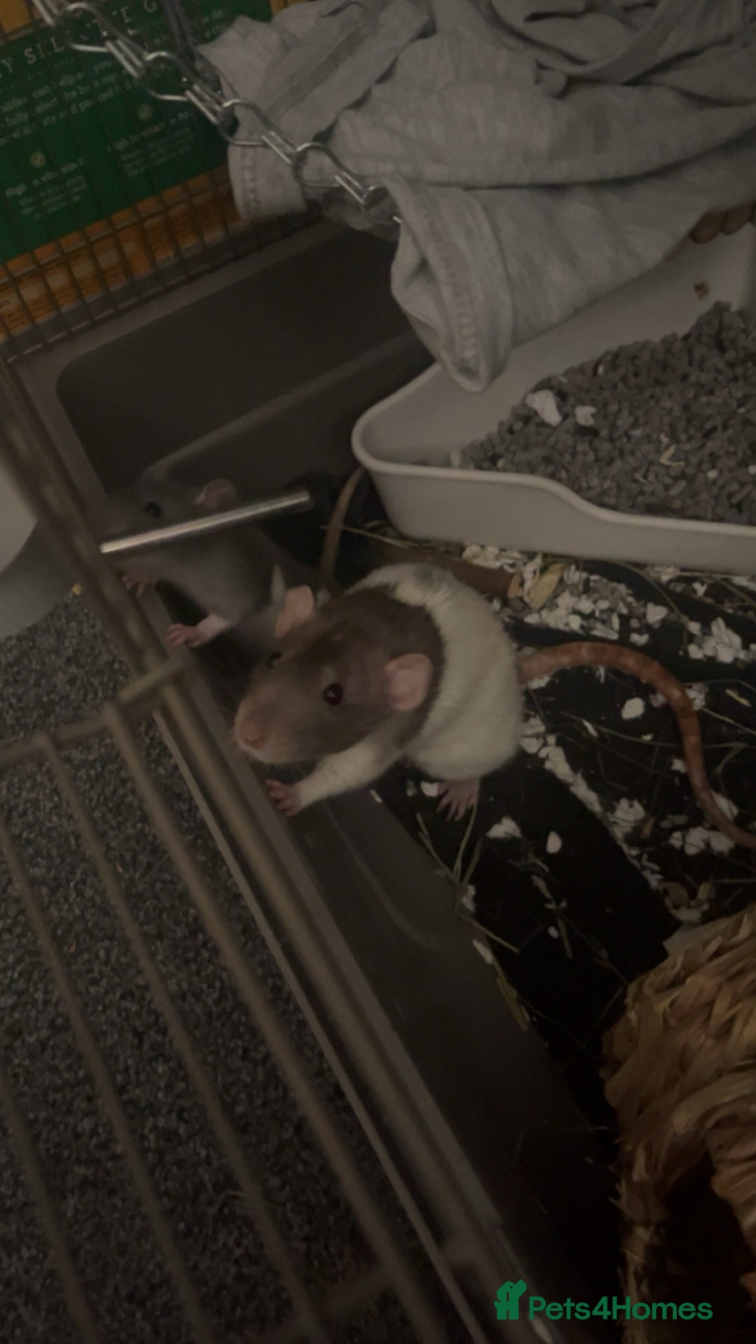 Rat rodents for sale: re homing my gorgeous girls - Image 2